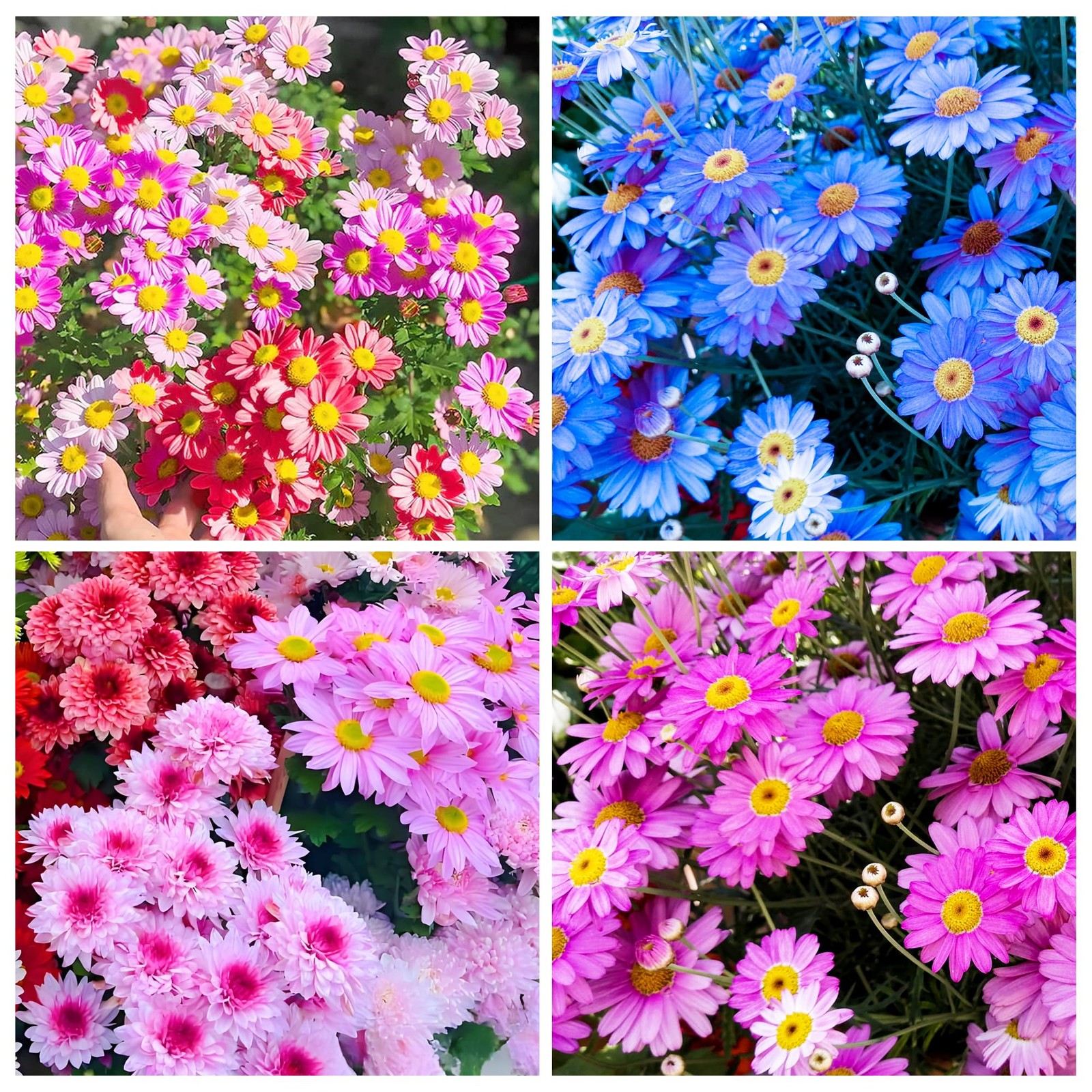 1000 PCS Pyrethrum Seeds Tanacetum Chrysanthemum Garden Flower Planting