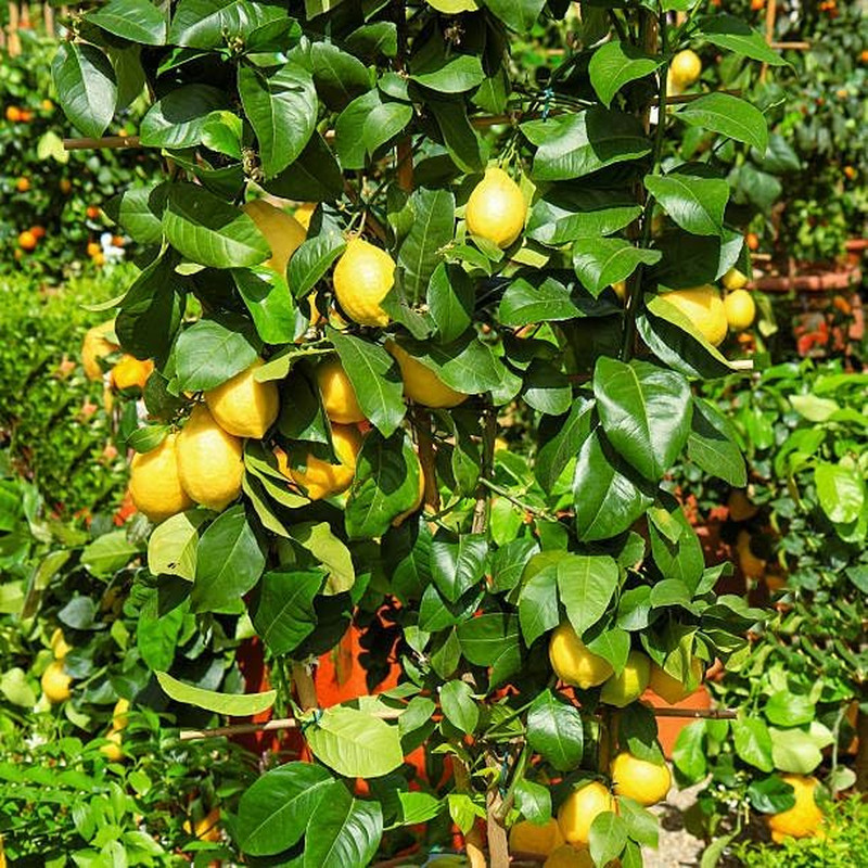 Mix Bonsai Fruit Seeds for Planting – 5 Variety Individual Packs: 40+ Lemon