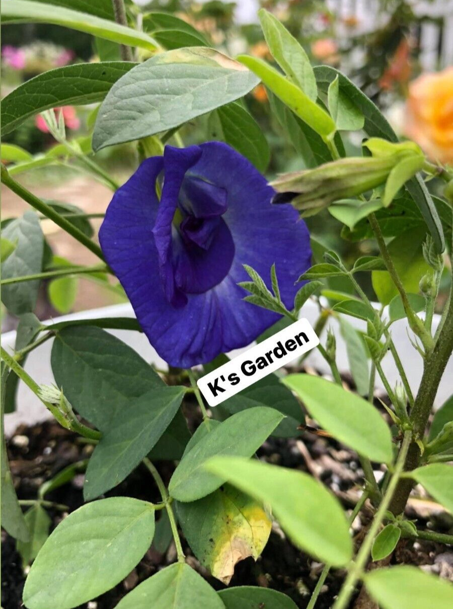 BLUE BUTTERFLY PEA, CLITORIA TERNATEA SEEDS, HẠT ĐẬU BIẾC (10 pcs)