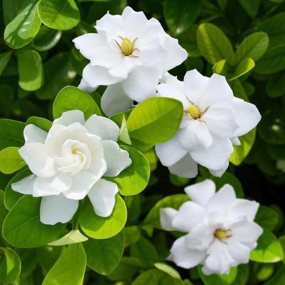 Perennial Gardenia Seeds (200+) – Transform Your Garden with Fragrant Blossoms