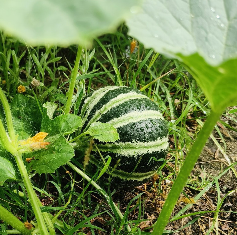 25 Heirloom Kajari Melon Seeds – Exotic Striped Sweet High Yielding Indian Melon