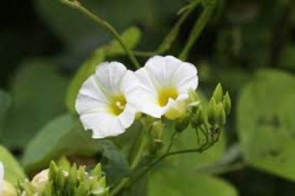Ipomoea corymbosa | Christmas Vine | Snakeplant | 10 Seeds