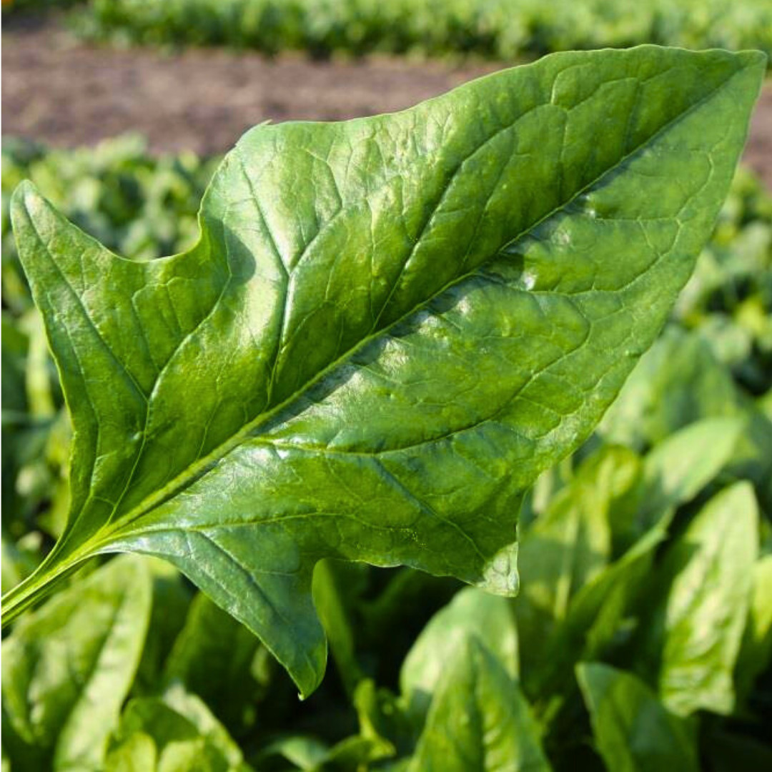 Fresh Green Arrow Spinach Seeds | Heirloom Non-GMO | Asian Vegetables
