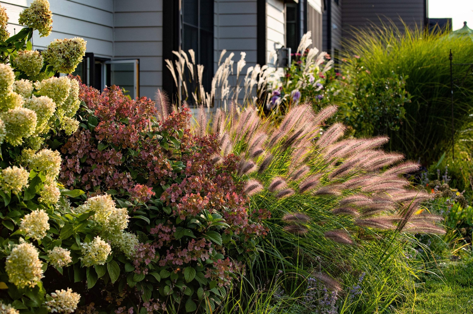 25 Dwarf Purple CHINESE FOUNTAIN GRASS Pennisetum Alopecuroides Hardy Ornamental