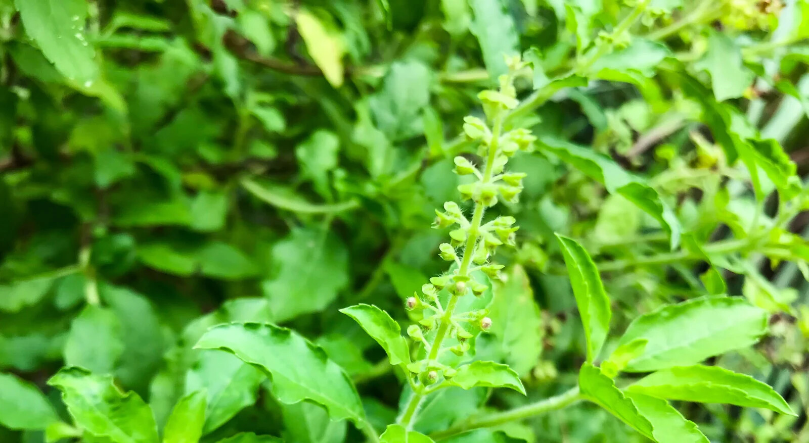 Green Leaf Holy Basil Seeds, NON-GMO, Rama Tulsi, Ayurveda, FREE SHIPPING