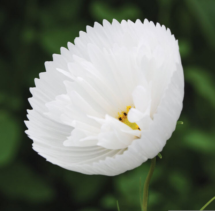 Cosmos Cupcake White Seeds – 25 Seeds Per Packet, Non-GMO