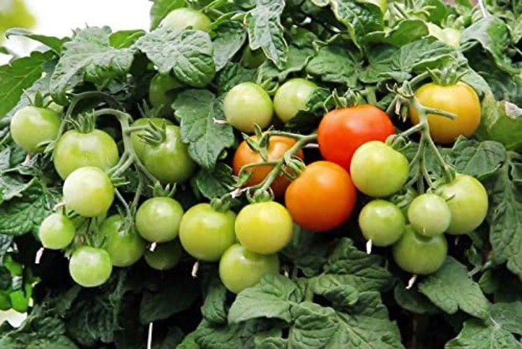 Heirloom Dwarf Red Robin Tomato Seeds – 30 Count, Easy to Grow in Containers