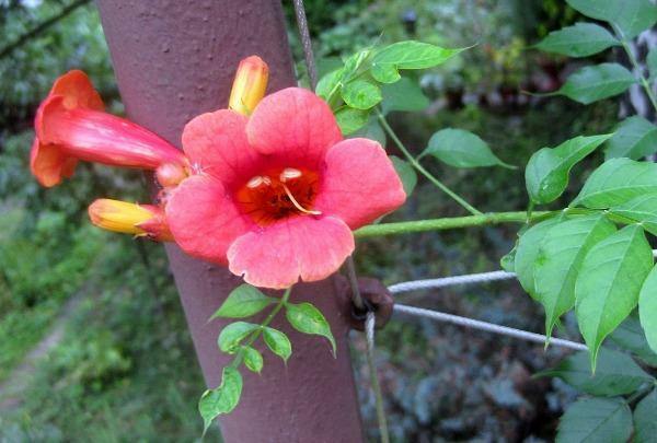 Campsis radicans Flamenco | Hummingbird vine | Trumpet Creeper | 100 Seeds