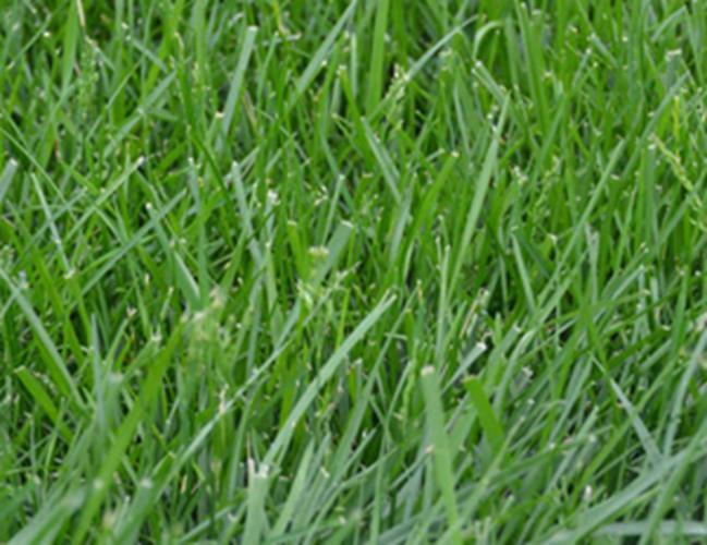 Kentucky 31 Tall Fescue, Grass Seed, (5 Lb. pack), Kentucky 31 Field and Turf