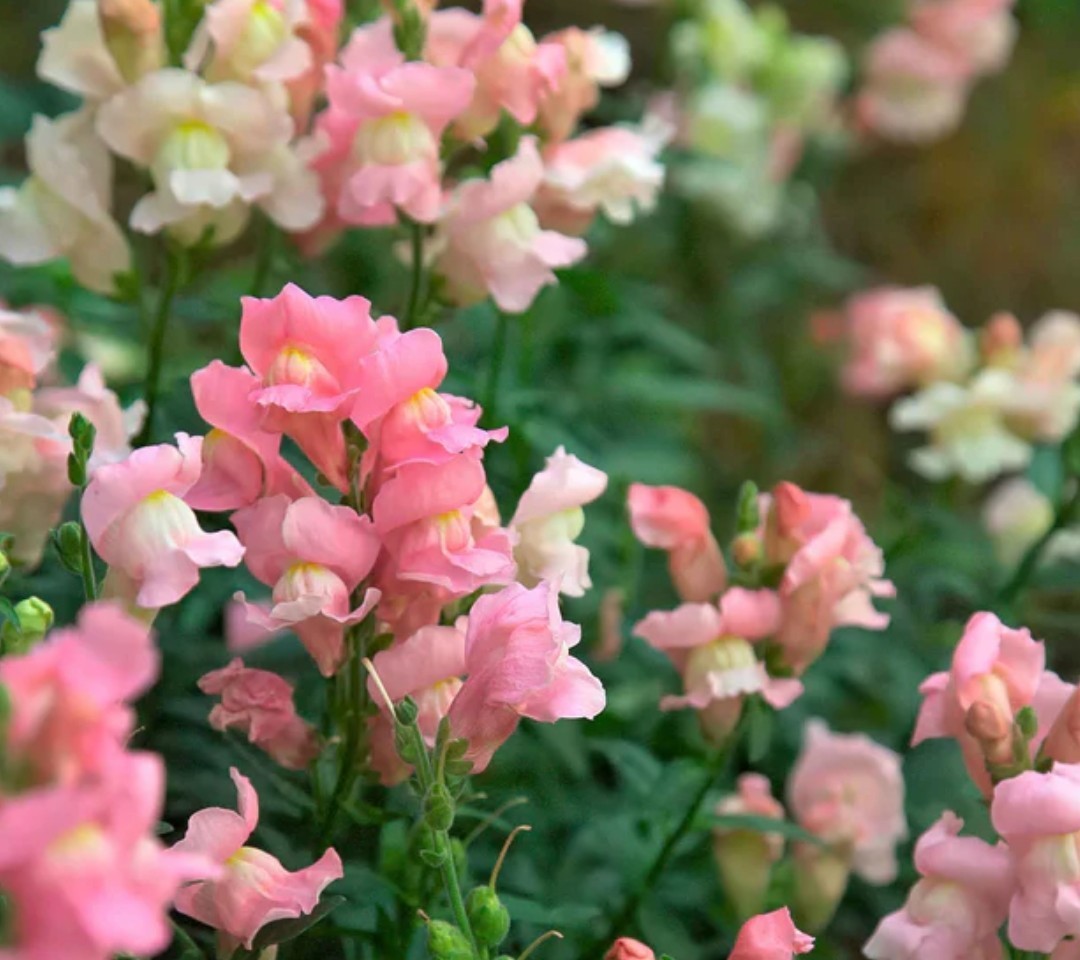 400+ Appleblossom Snapdragon Seeds **Fresh Seeds** ~~Free Shipping~~