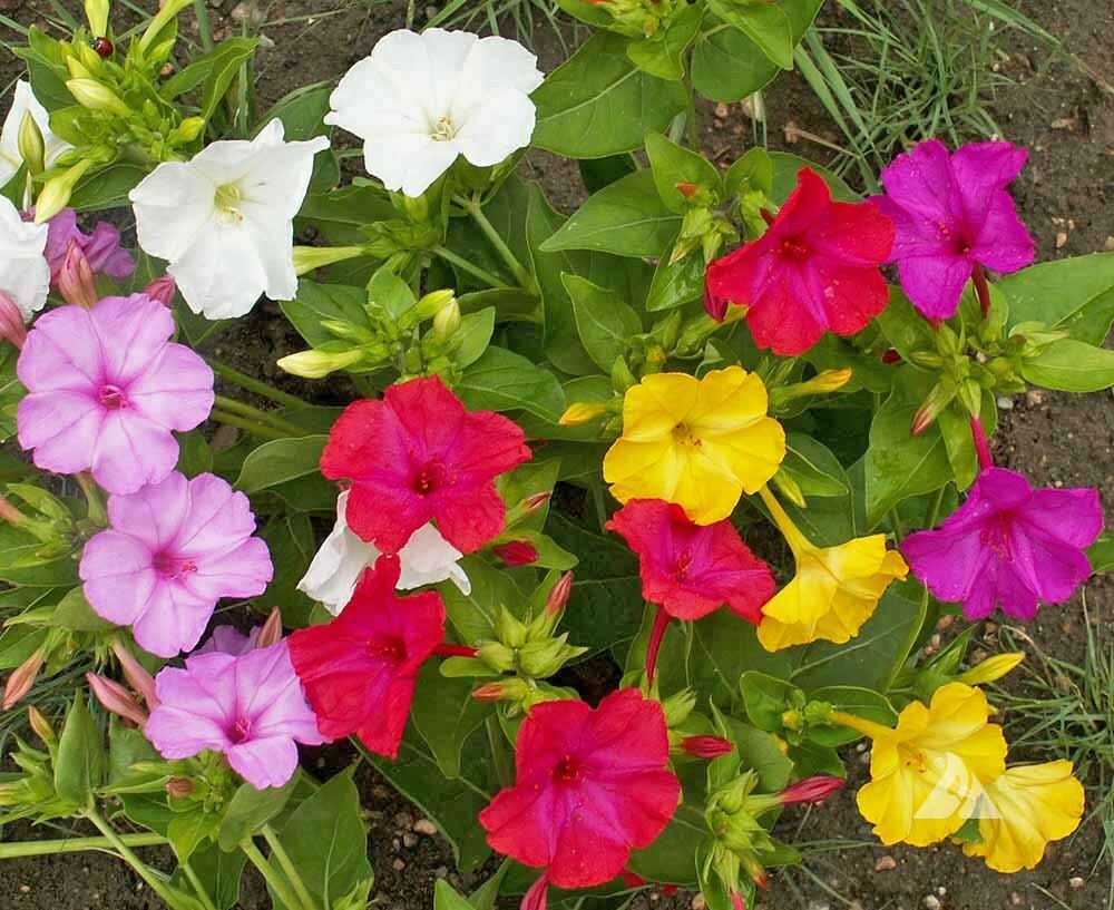 Four O’Clock FORMULA Mix Perennial NonGMO Pink Red Yellow White Flowers 25 Seeds