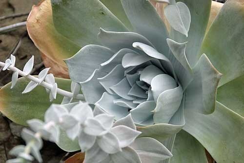 Dudleya pulverulenta ssp. pulverulenta | Chalk Liveforever | 20 Seeds