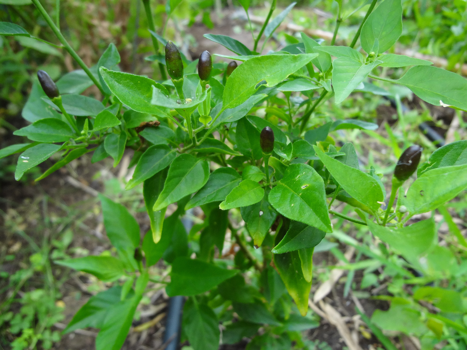Chile Culebra del Monte, Black Piquin/Chiltepin, Extremely Hot, Rare, 12 SEEDS