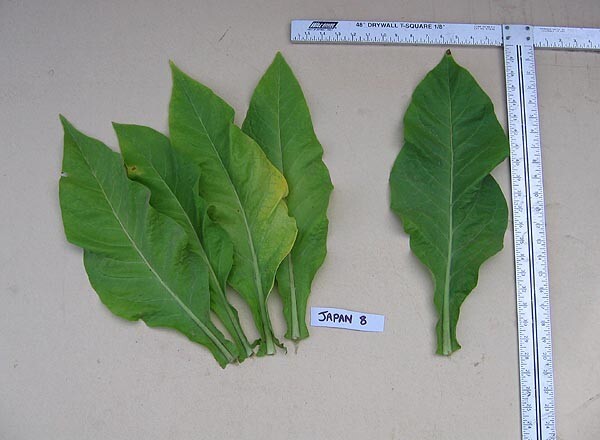 1000 Japan 8 Tobacco Seeds ~ Sweet Dark Nicotiana Tabacum ~ Compact Tobacco