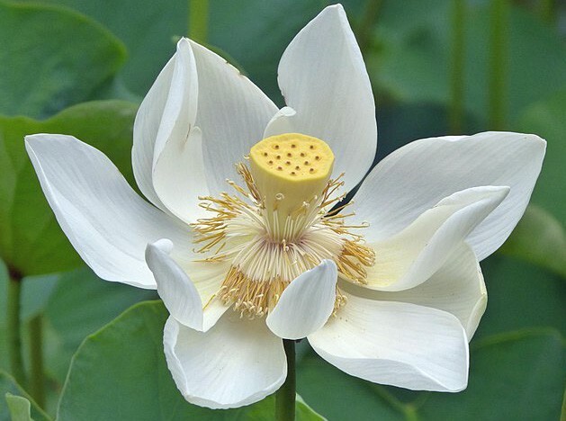 Nelumbo nucifera | White Lotus | 5 Seeds