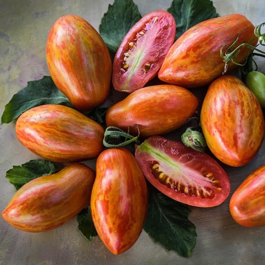 15 Organic Prairie Fire Tomato Seeds, Non-GMO