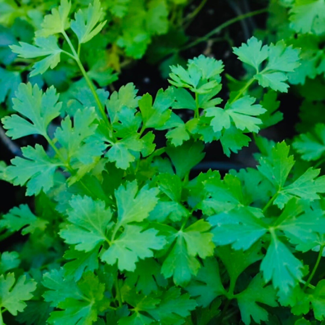 500+ PLAIN SINGLE PARSLEY SEEDS (Petroselinum crispum)