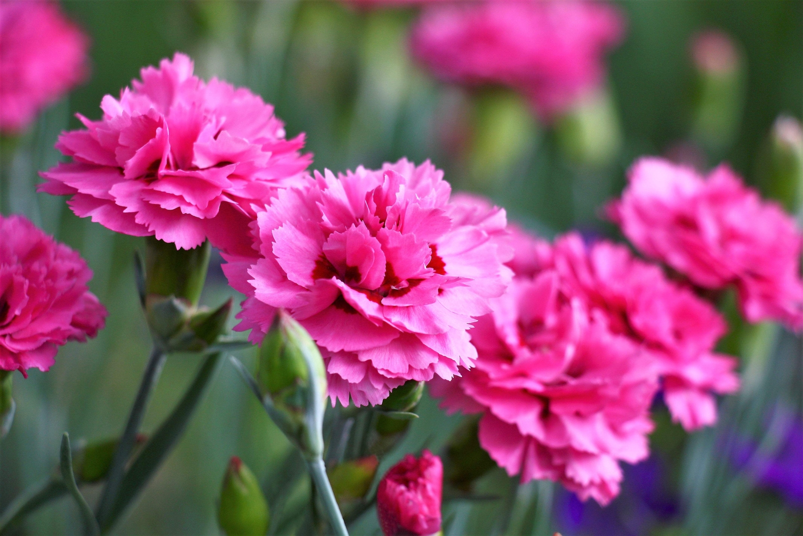 50 PINK ROSE CARNATION Dianthus Caryophyllus Flower Seeds *Flat S/H