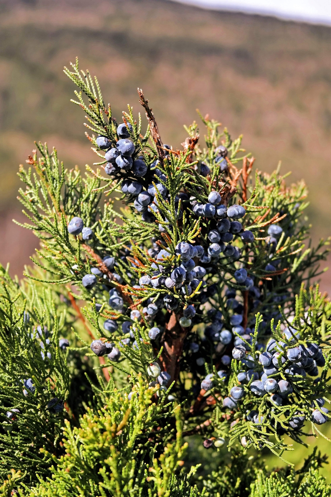 60 Organic Seeds COMMON JUNIPER Juniperus Communis Tree Shrub – 20 Blue Berries