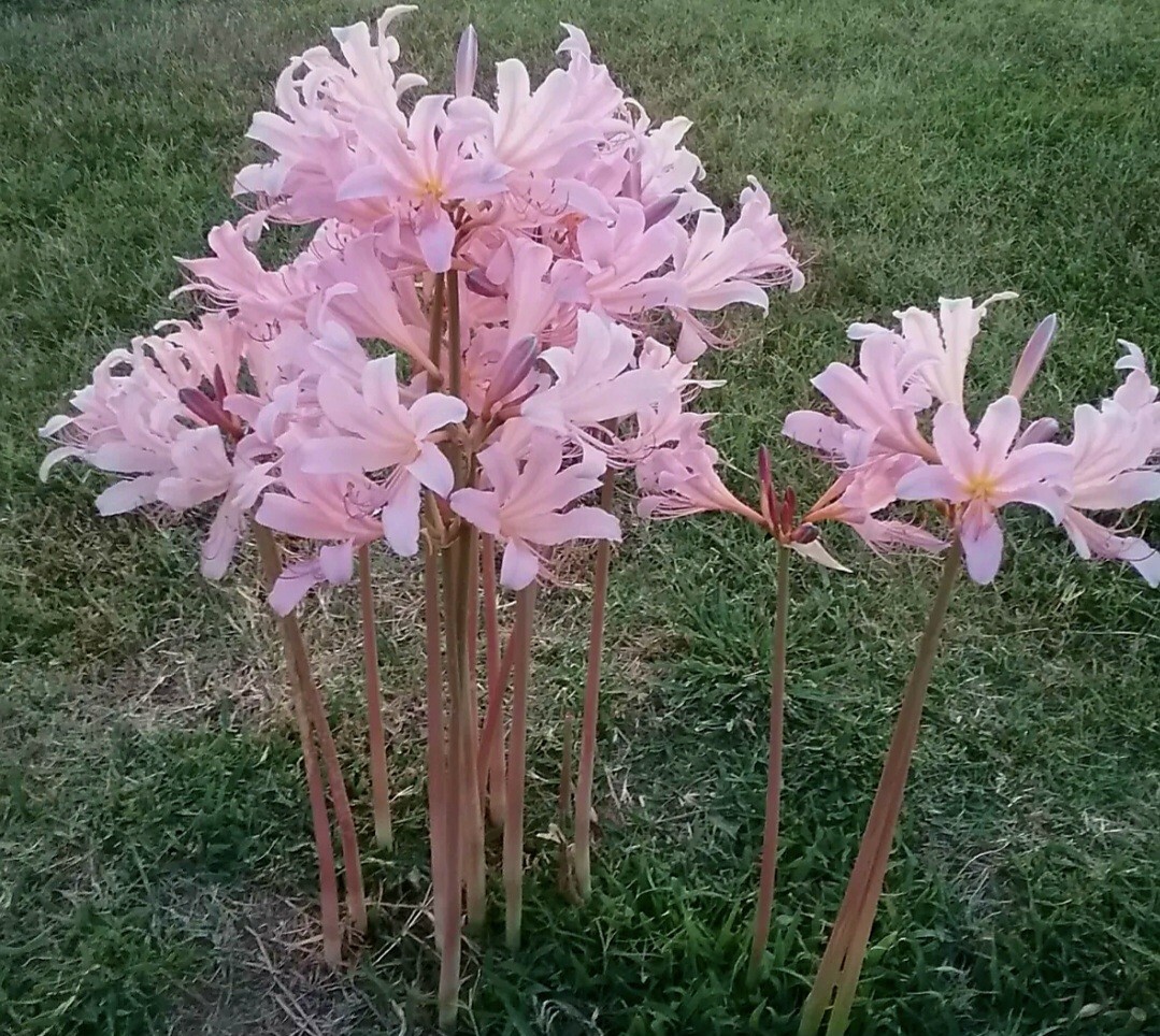 💗Naked Ladies Pink Lot of 10 – Surprise Lycoris Lily Blubs. $27.00