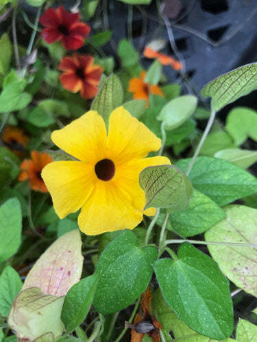 Thunbergia alata | Black-Eyed Susan Vine | 50 Seeds