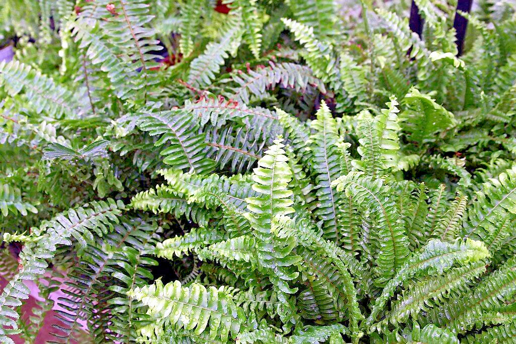 WESTERN SWORD FERN, 2000 (SEEDS)*, SPORE LARGE 3’X3’+, VERY HARDY TO -4 F.