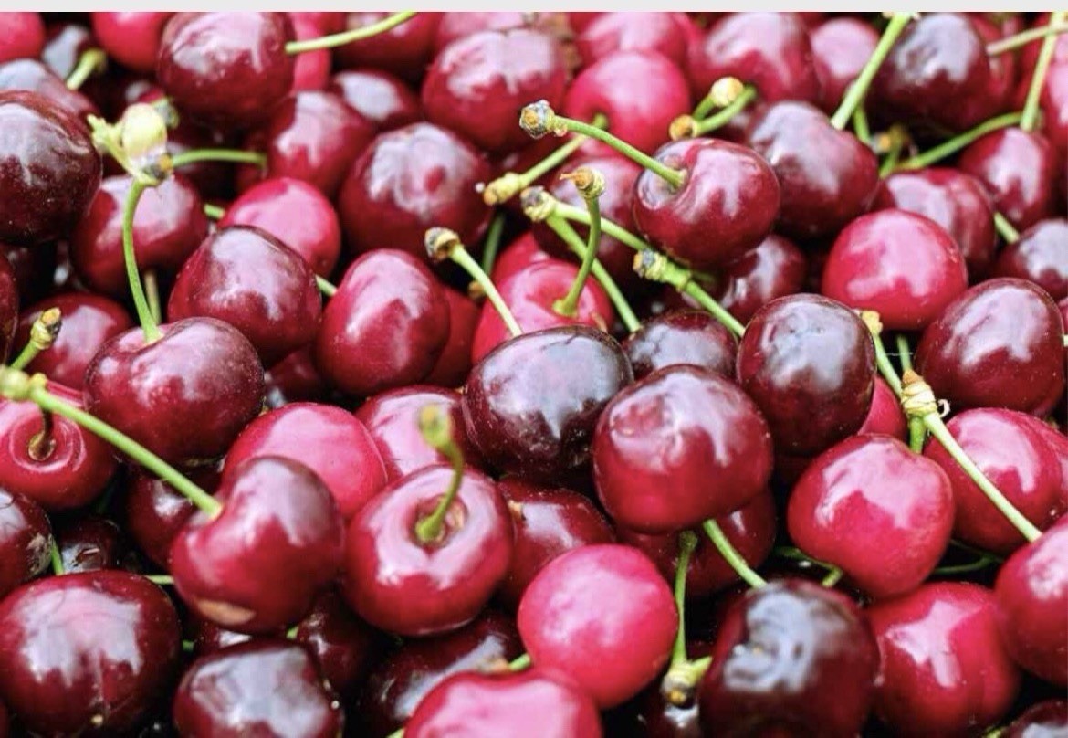 Schmidt’s Bigarreau Sweet Cherry 6-12 inches grafted plant dormant