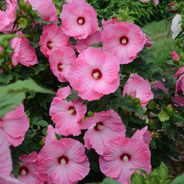 4 hardy hibiscus seeds: Airbrush Effect pod x unknown pollen