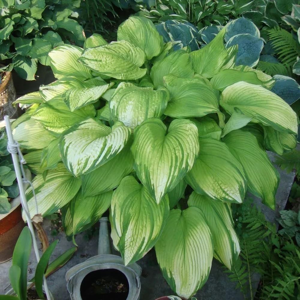 220+ Hosta Seeds Blue Perennial for Planting,Hosta Seeds Blue and Black,Rare Hos