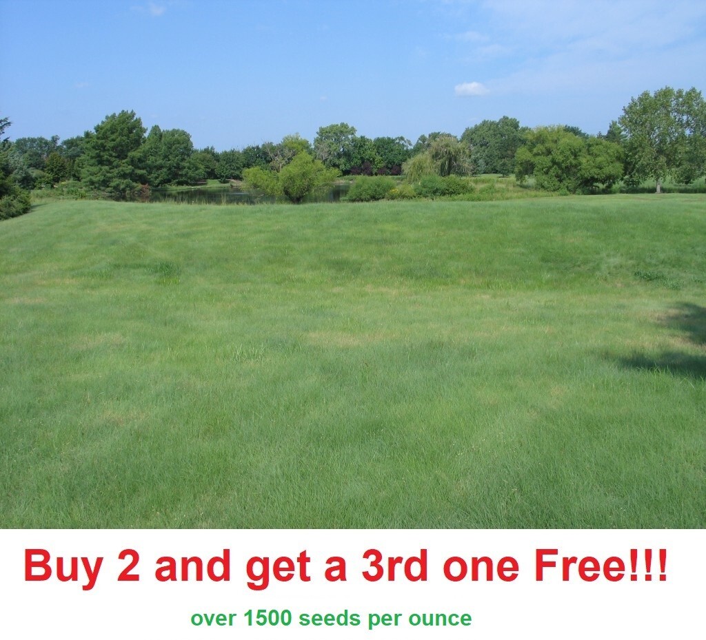 1 oz BUFFALO GRASS Seed Native Prairie Sedge Low Maintenance Drought Heat Turf