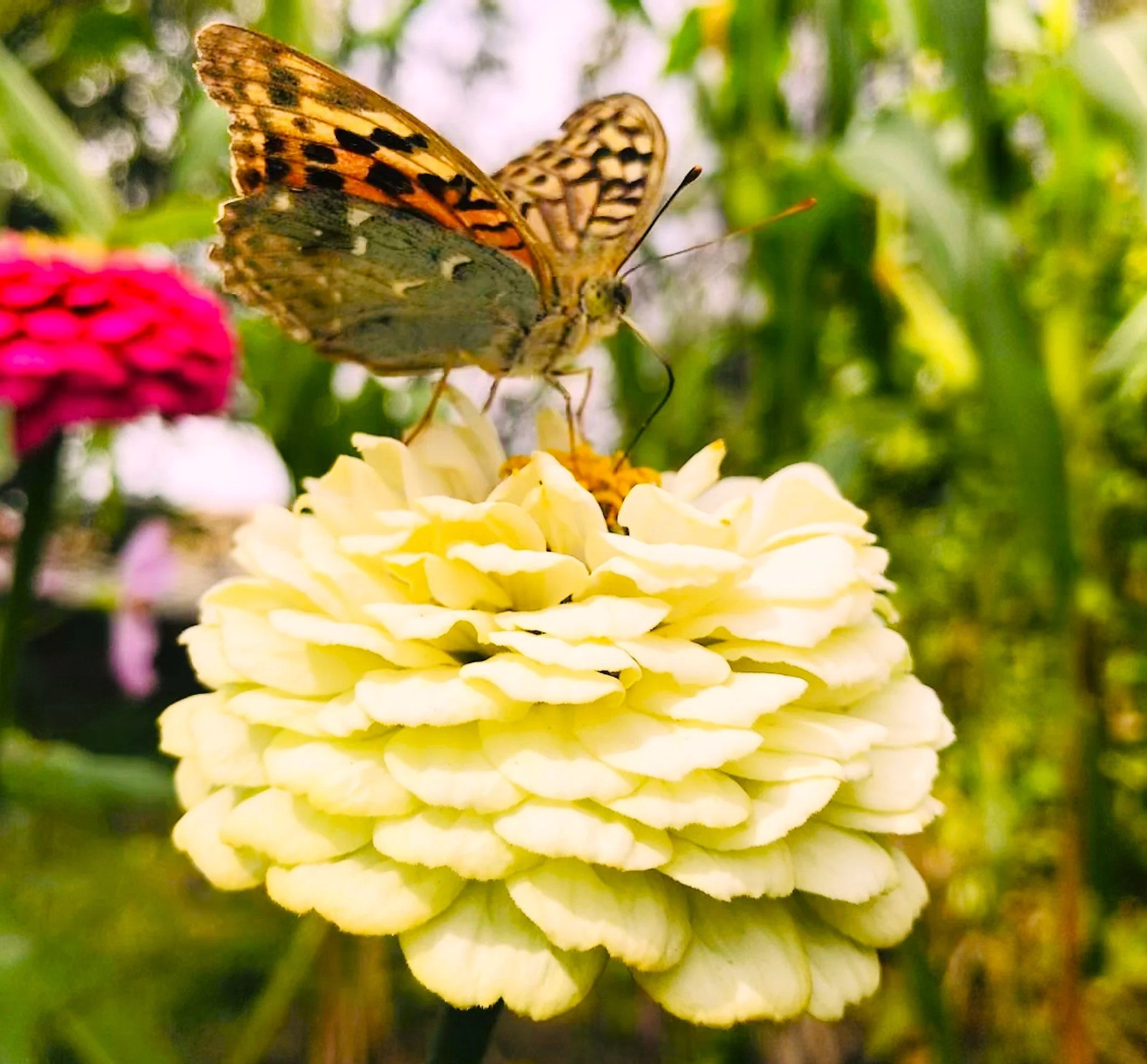 Isabellina Baby Yellow Zinnia Seeds – For 2025 Planting Lemon Queen Bright Sunny