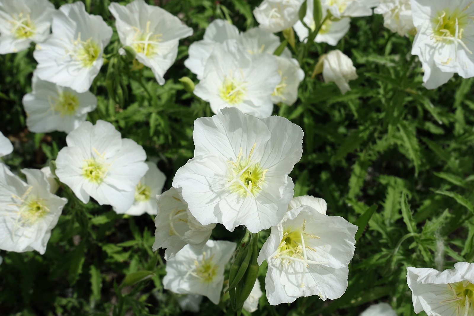 250 WHITE Pale EVENING PRIMROSE Buttercup Sundrops Oenothera Pallida Flower Seed