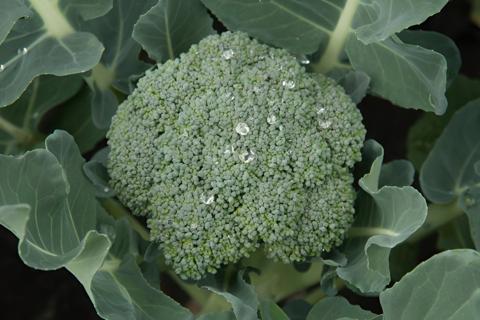 600 Heirloom Waltham 29 Brocolli Seeds – Winter Garden Favorite – NonGMO Organic