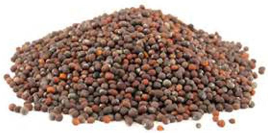 Non-GMO Broccoli Seeds for Sprouting Sprouts Microgreens – Broccoli Sprouts