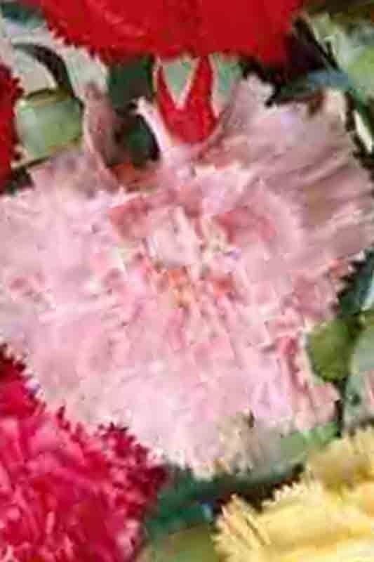 CARNATION AUTUMN MIX 100 SEEDS RARE DIANTHUS CHABAUD FLOWERS DOUBLE BLOOMS USA