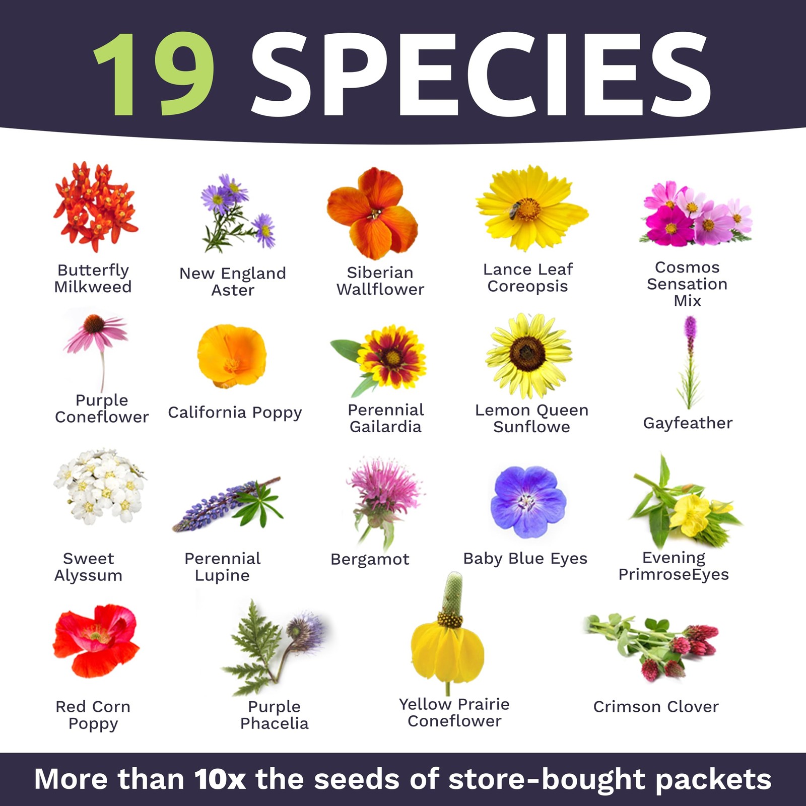 Bee Friendly Wildflower Seed Mix – Bulk 1/4 Pound Bag – Over 30,000 Open Poll…