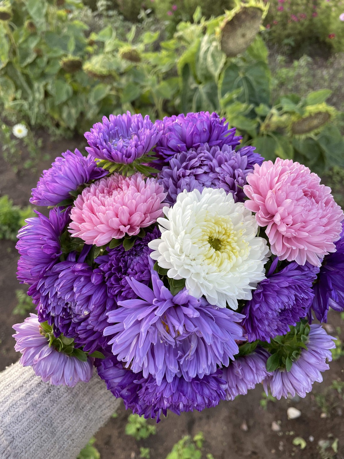 30 MIXED PAEONY ASTER Callistephus Peony Red Pink Blue Purple + Flower Seeds