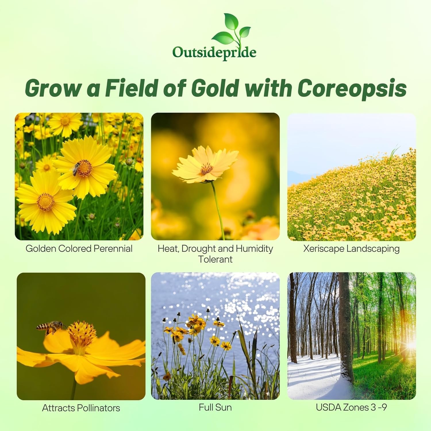 1 LB Yellow Lanceleaf Coreopsis Wild Flower Seed For Planting | Tolerant