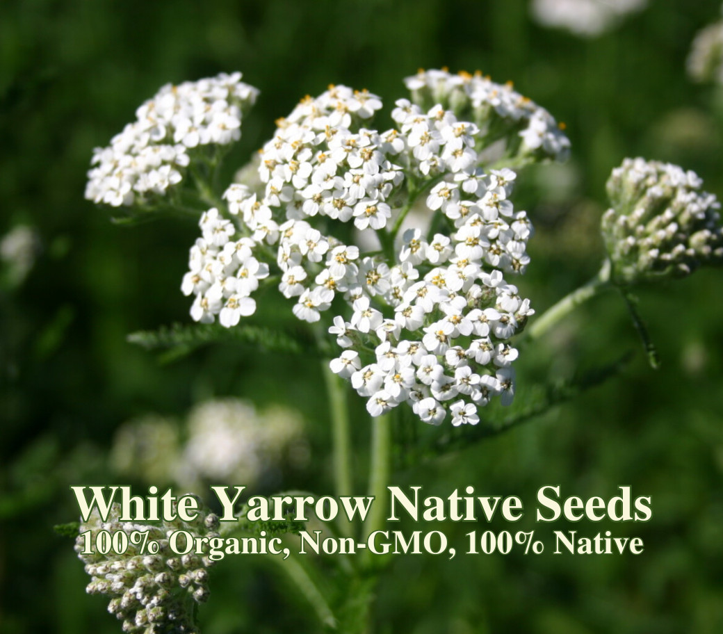 Western Yarrow Native Seeds – California Native – Achillea Millefolium
