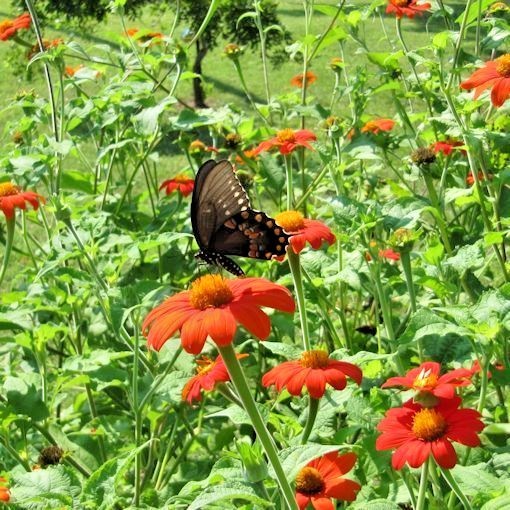 101+MEXICAN SUNFLOWER Seeds Drought Heat Summer Flower Garden Container Easy