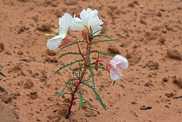 Oenothera albicaulis | White Stem Evening Primrose | 50 Seeds