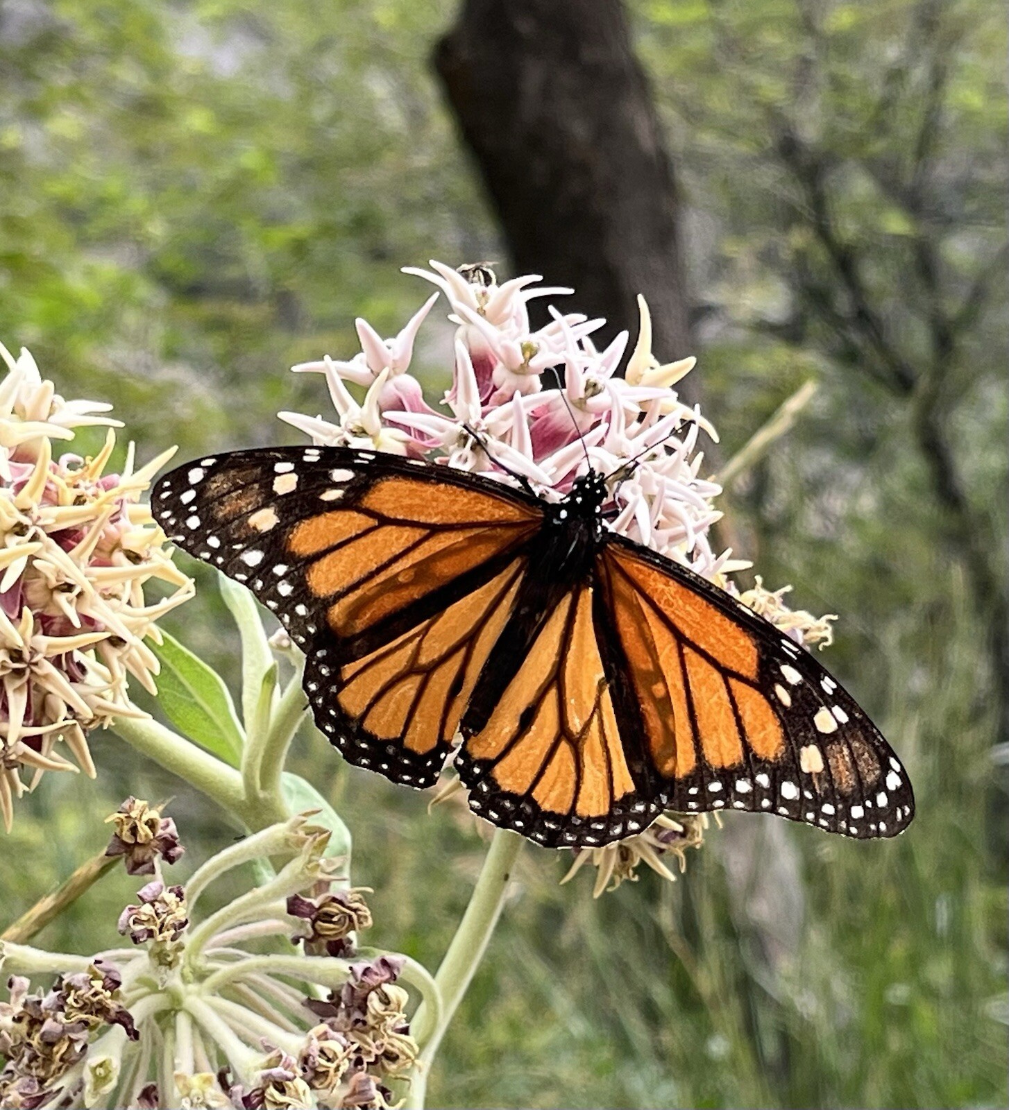 AS01: Showy Milkweed Seed 100 Ct Cold Hardy Wildflower Asclepias speciosa