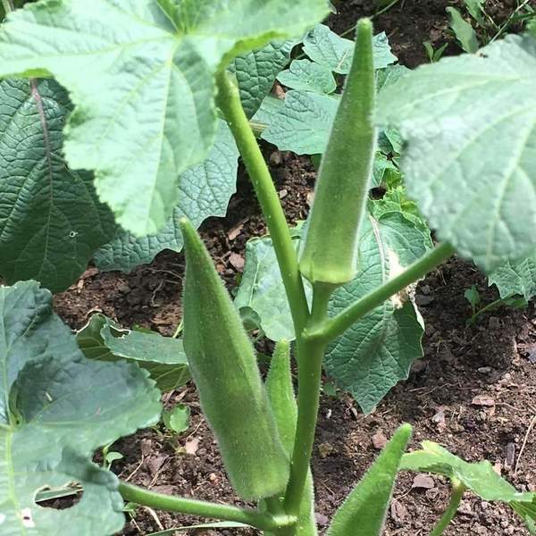 Emerald Okra Seeds, Velvet, Variety Packet Sizes, BEST OKRA, FREE SHIPPING