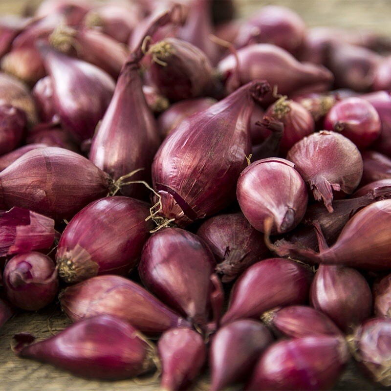 50 SEEDS Shallot Onion | Sibuyas Tagalog | NON-GMO | Red Shallot Onion