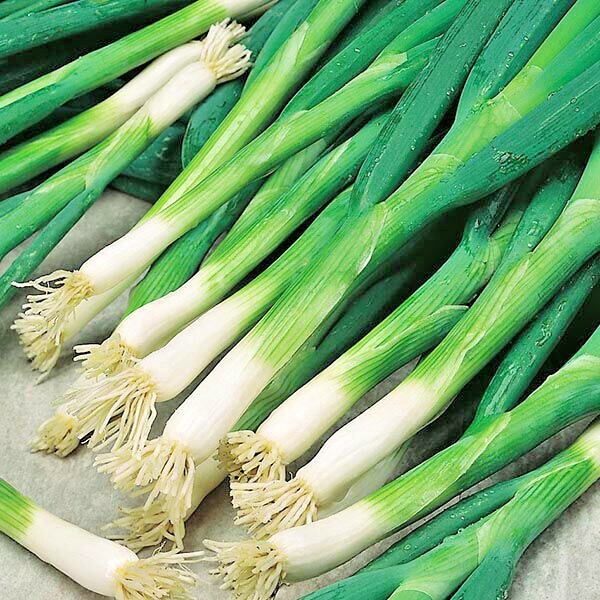 500+JAPANESE Evergreen Bunching GREEN ONION Seeds Welsh Nebuka He Shi Ko 70 Day
