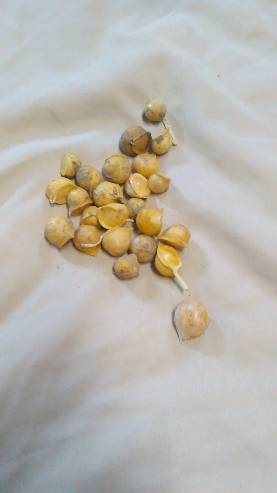 20 Garlic (Allium sativum) Corms/Bulbils- Fresh & Ready To Plant