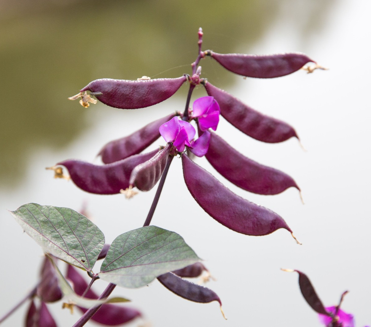 Purple Hyacinth Bean Vine Lablab Purpureus 12 Seeds Fast Grow Flower Plant BOGO