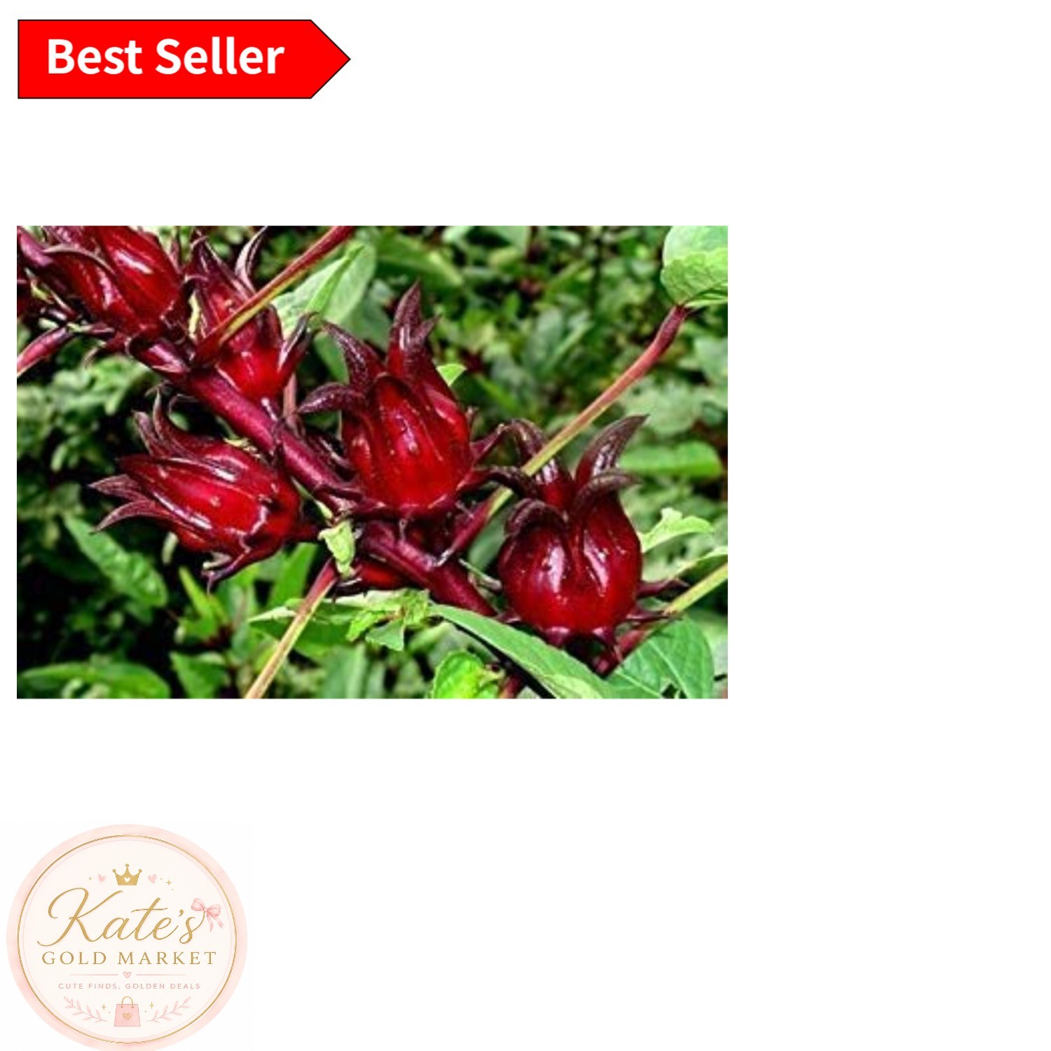 50 Jamaican Sorrel Seeds – Thriving Florida Cranberry & Indian Roselle Variation