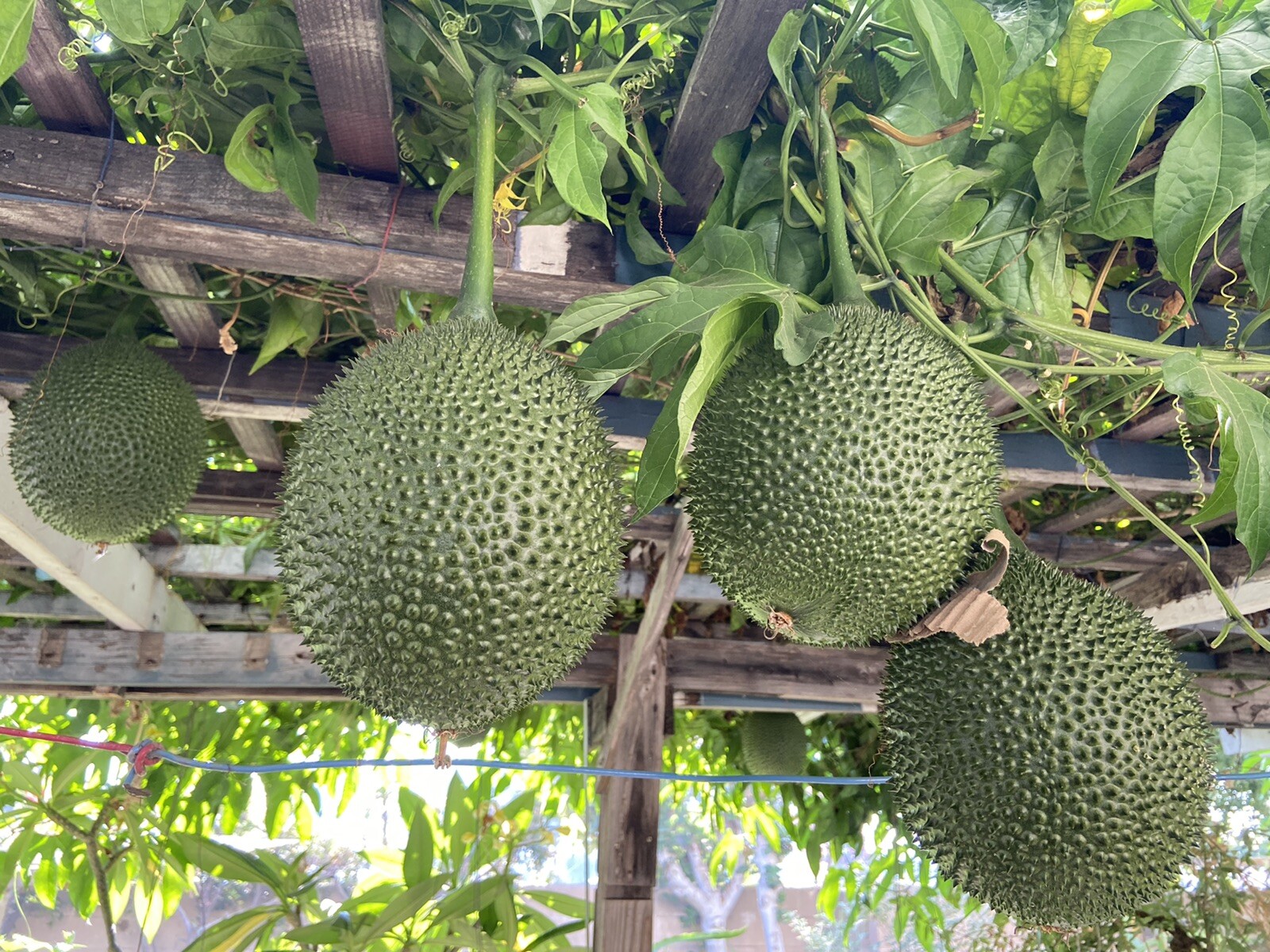 GAC FRUIT Melon Vine Momordica Cochinchinensis Seeds ( Hột Trái Gấc )
