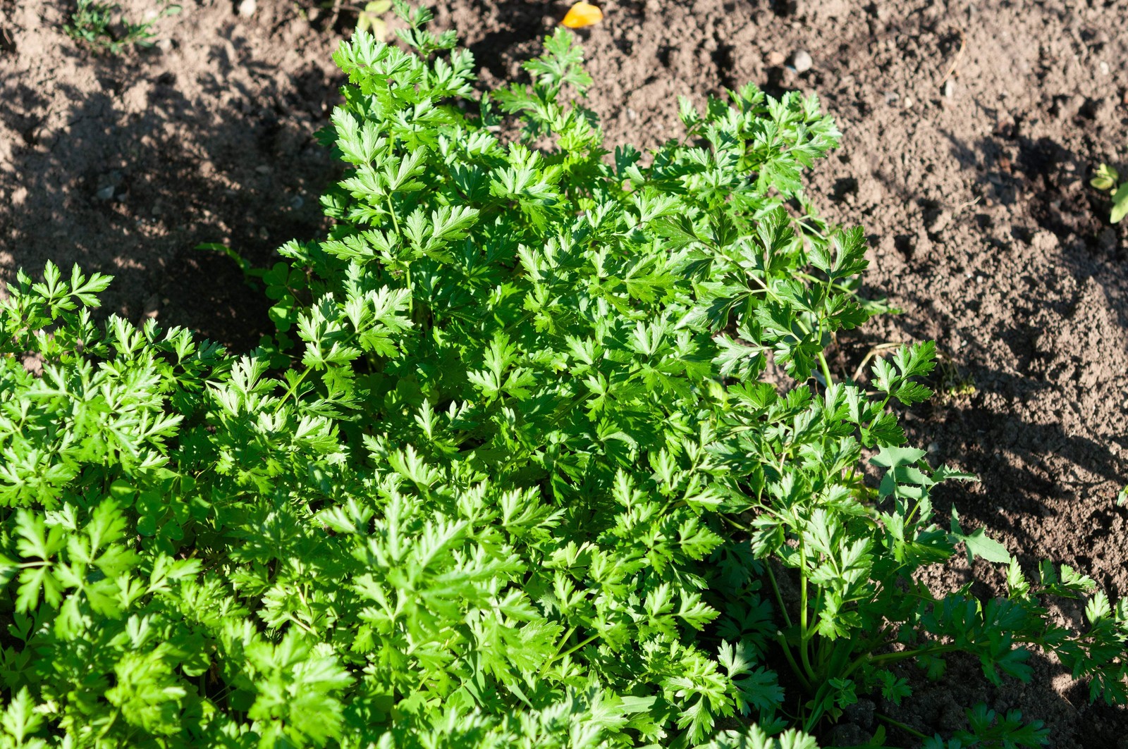 1500 FLAT LEAF PARSLEY Seeds Petroselinum Crispum Plain Single Italian Parsley